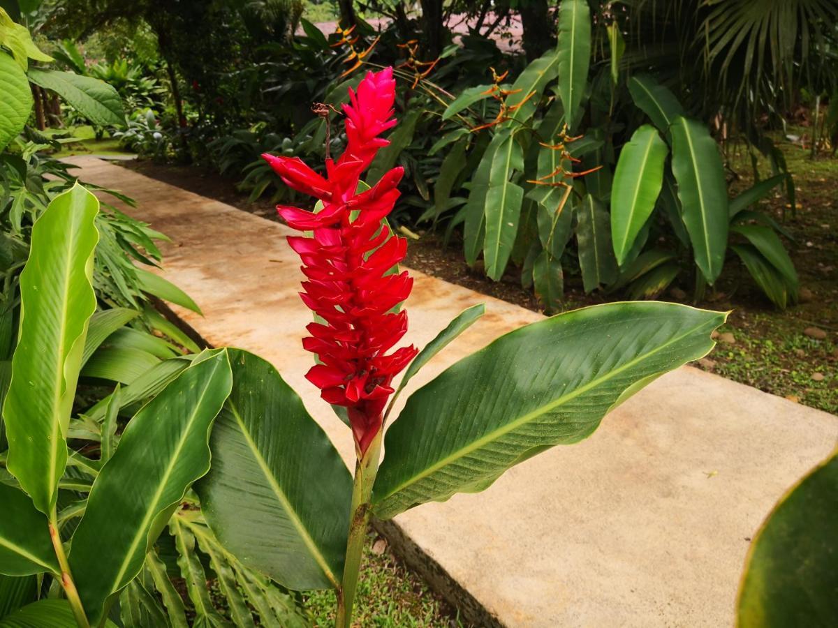 Hotel Catarata Rio Celeste Bijagua Luaran gambar